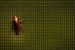 Tela petscreen con cucaracha intentado entrar