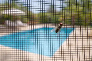Mosca detenida en la mosquitera enrollable, demostrando protección eficaz sin impedir la ventilación natural.